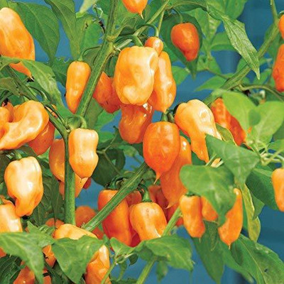 VibeX Chilli Seed(90 per packet)