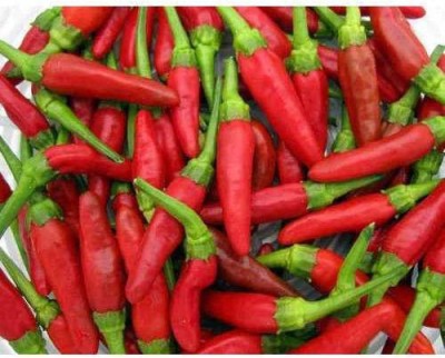 Biosnyg Rare Thai Chili Pepper Seeds - Bird Chilli -Red Seeds 500 Seeds Seed(500 per packet)