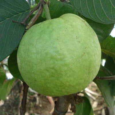 ActrovaX Guava Fruit - Sweet Amrut Fruit - Giant Guava Fruit Dwarf Plant Fruit [100 Seed] Seed(100 per packet)