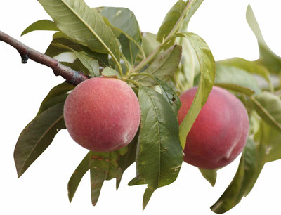 ACCELCROP Peach Dry Seed(5 per packet)