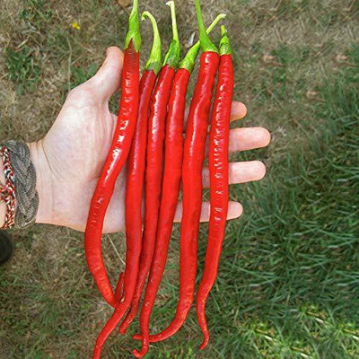 Qualtivate ™ F1 Hybrid Red Long Chili Seeds Seed(90 per packet)