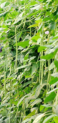 https://rukminim1.flixcart.com/image/400/400/k8j3gcw0/plant-seed/t/h/9/20-gardens-hybrid-variety-jyothika-cowpea-vegetable-seeds-for-original-imafqgxgtcgy9yrt.jpeg?q=90