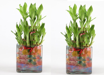 Green Plant indoor Two Layer Bamboo Plant(Pack of 2)