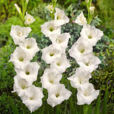 Jevik Gladiolus/Sword Lily Flower Bulbs -White Colour Seed(10 per packet)