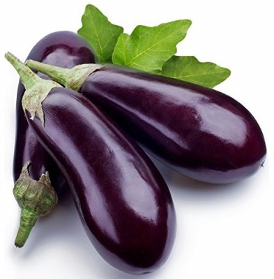 VibeX ® IARI-240-Farmer Brinjal Seeds Seed(500 per packet)