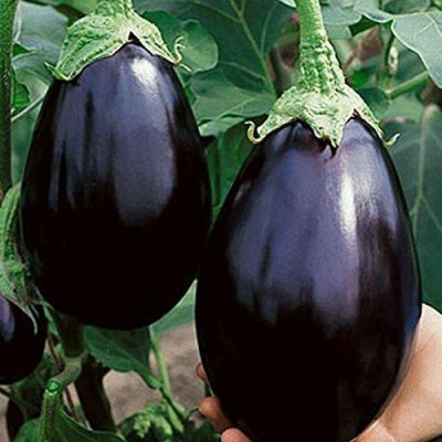Lorvox Brinjal Black Round F1 Hybrid Seeds For Home Gardening Seed(150 per packet)