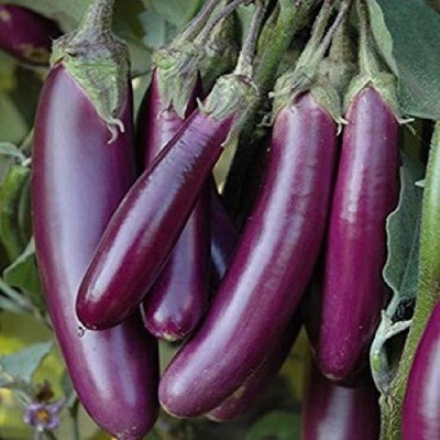 VibeX ® CBZ-970-Mukta Jhuri Brinjal Seeds- Long Purple Hybrid Vegetable Seed(1000 per packet)