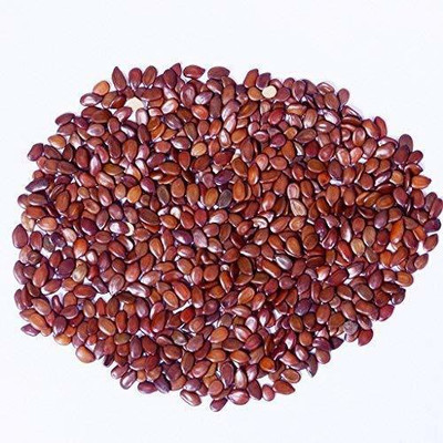 Green India Subabul- Leucaena leucocephala,subabul tree seeds Pack of 100 g Seed(100 g)
