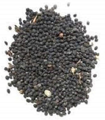 Green India dodonea viscosa seed / Reliya Pack of 250 Gram Seed(4000 per packet)