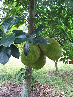 Entacloo Jackfruit Plant(Hybrid, Pack of 1)