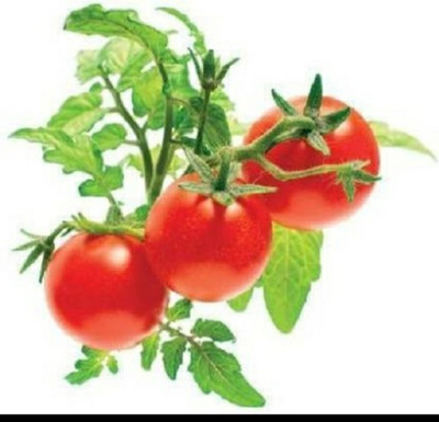gorgeous moment tomato Seed(30 per packet)