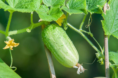 ActrovaX Seeds @ Cucumber F-1 Hybrid [2000 Seeds] Seed(2000 per packet)