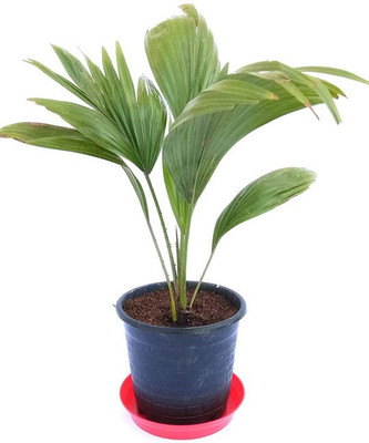 EZtect Areca Plam(Pack of 1)