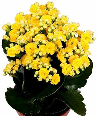 Cloud Farm Kalanchoe Plant(Hybrid, Pack of 1)
