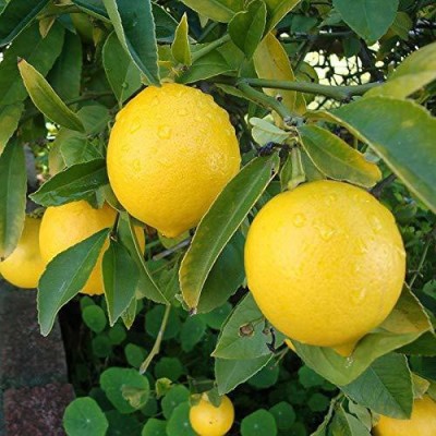Biosnyg Giant Lemon/Nimbu Fruit Plant Seeds 10 Seeds Seed(10 per packet)
