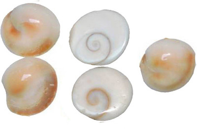 Saptraag Gomati Gomti Chakra 5pc Decorative Showpiece  -  2.5 cm(Stone, Multicolor)