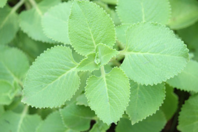 PB honey priya plant Ajwain Plant(Hybrid, Pack of 1)