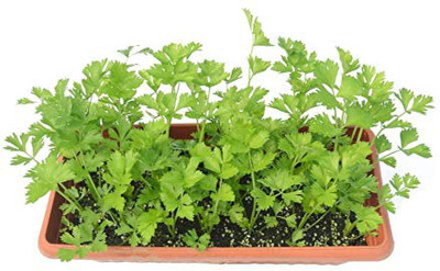 CooPany CORIANDER / DHANIYA / KOYHAMALLI 100 GRAMS 10,000 SEEDS Seed(10000 per packet)