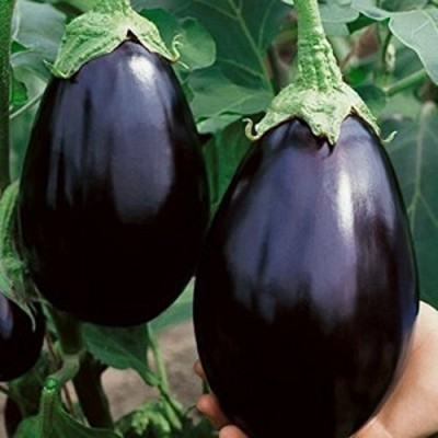ACCELCROP Round Brinjal Seeds Indian Vegetable Seed(8000 per packet)