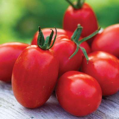 WILLVINE PUAS-774 Mighty Sweet Grape| Red Cherry Tomato Seed(200 per packet)