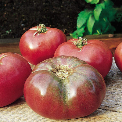 VibeX ® VLR-377 Cherokee Purple'| Large Slicing Tomato Seed(200 per packet)