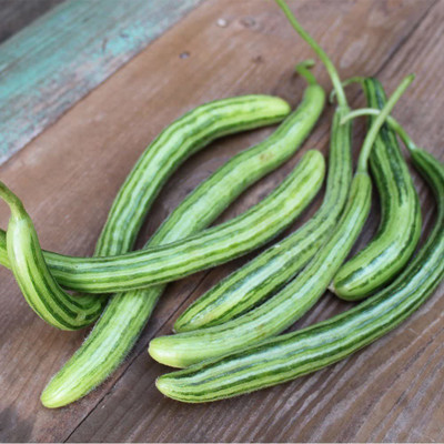 WILLVINE LX-58 Certified Organic Painted Serpent Cucumber Seed(400 per packet)