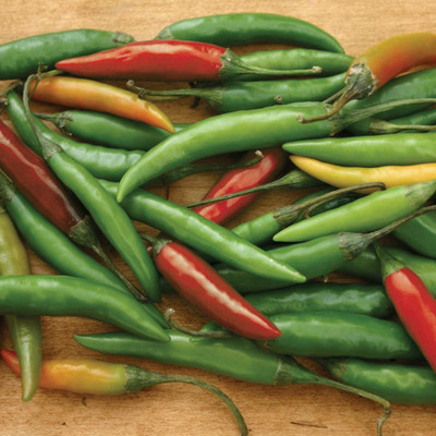 MKR Enterprises Mirch Seed(320 per packet)