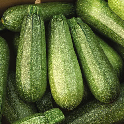 VibeX ® RXI-32 Organic Hurakan F1 Squash Seed(100 per packet)