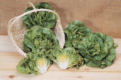 VibeX ® LXI-51 Bibb Lettuce Seeds Seed(200 per packet)