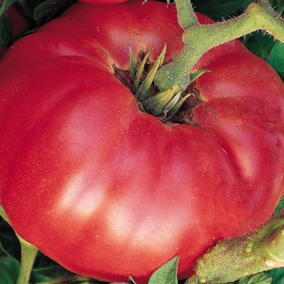VibeX ® VLR-650 German Johnson' Large Beefsteak Tomato Seeds Seed(200 per packet)