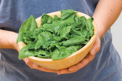 WILLVINE TLX-74 Bloomsdale Long Standing Spinach Seed(1000 per packet)