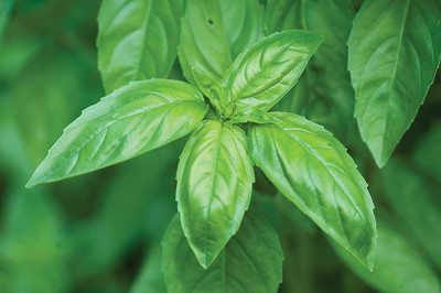 VibeX ® XLR-30 Genovese Sweet Large Leaf Basil Seed(1000 per packet)