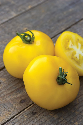 VibeX ® LXI-23 Yellow Beefsteak Slicing Tomato Seeds Seed(200 per packet)