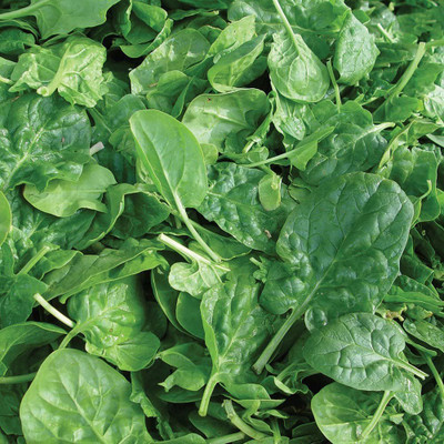 WILLVINE XL-76 Double Choice Spinach Seeds Seed(500 per packet)