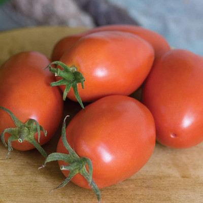 WILLVINE VVI-7 Amish Paste Tomato Seeds Seed(400 per packet)
