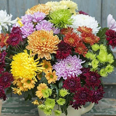 CYBEXIS Chrysanthemum Multicolor Seeds Seed(25 per packet)