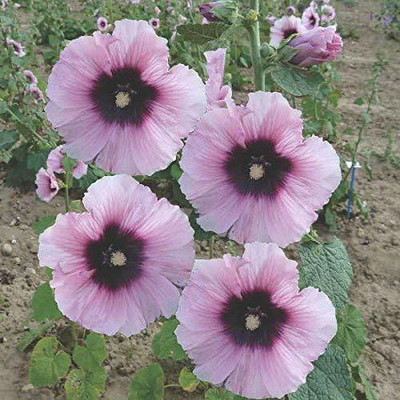 Aywal Hollyhock Mix Flower Seed(70 per packet)