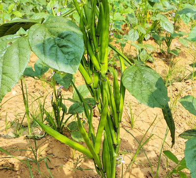CooPany CLUSTER BEANS /GUAR BEAN / KOTHAVARANGA / SEENIYAVARAKA SEEDS 200 Seed(200 per packet)