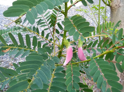 CooPany AGASTHI /BOKFUL / AGATHI KEERAI SEEDS 15 Seed(15 per packet)