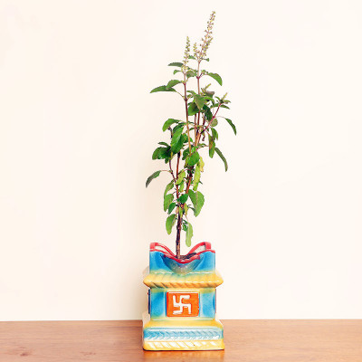 GreenyOn Tulsi Plant(Hybrid, Pack of 1)
