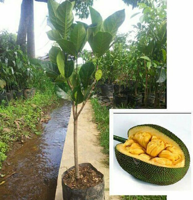 PB REBA PLANT Jack Fruit Plant(Hybrid, Pack of 1)