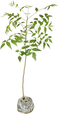 The Entacloo Neem Plant(Hybrid, Pack of 1)