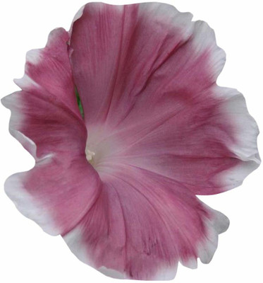 ACCELCROP Morning glory/ipomoea triloba flower Seed(80 per packet)
