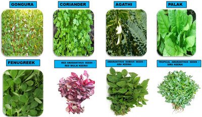 CooPany COMBO SPINACH SEEDS , COMBO LEAF VEGETABLE SEEDS 8 VARIETYS Seed(7175 per packet)