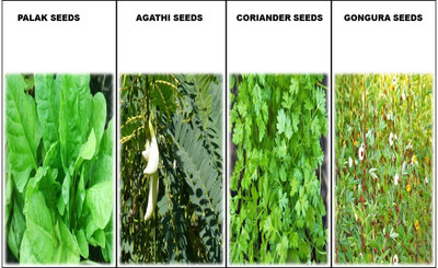 CooPany COMBO SPINACH SEEDS / COMBO LEAF VEGETABLE SEEDS 4 VARIETY SEEDS Seed(290 per packet)