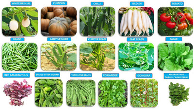 CooPany Combo 16 Useful Variety Vegetable Seeds Pack Best Collection for Garden and Home Garden 4,700 + Seeds Seed(4700 per packet) CooPany Combo 16 Useful Variety Vegetable Seeds Pack Best Collection for Garden and Home Garden 4,700 + Seeds Seed(4700 per packet)