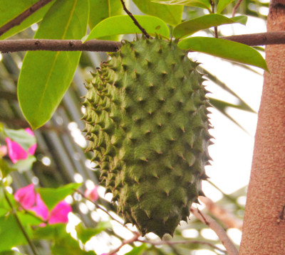 Mohomaya Custard Apple Plant(Pack of 1)