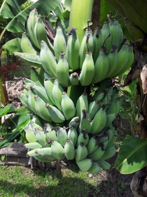 Greenery Nursery Banana Plant(Hybrid, Pack of 1)