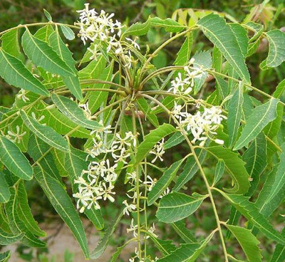 Entacloo Neem Plant(Hybrid, Pack of 1)