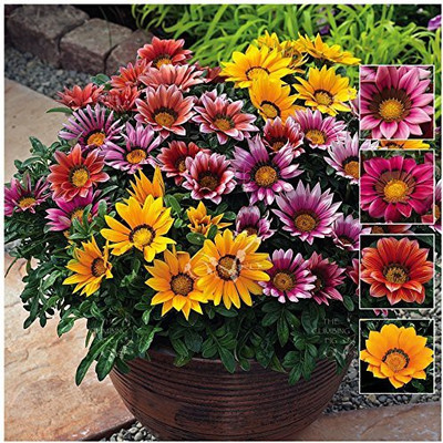 VibeX Gazania Seed(75 per packet)